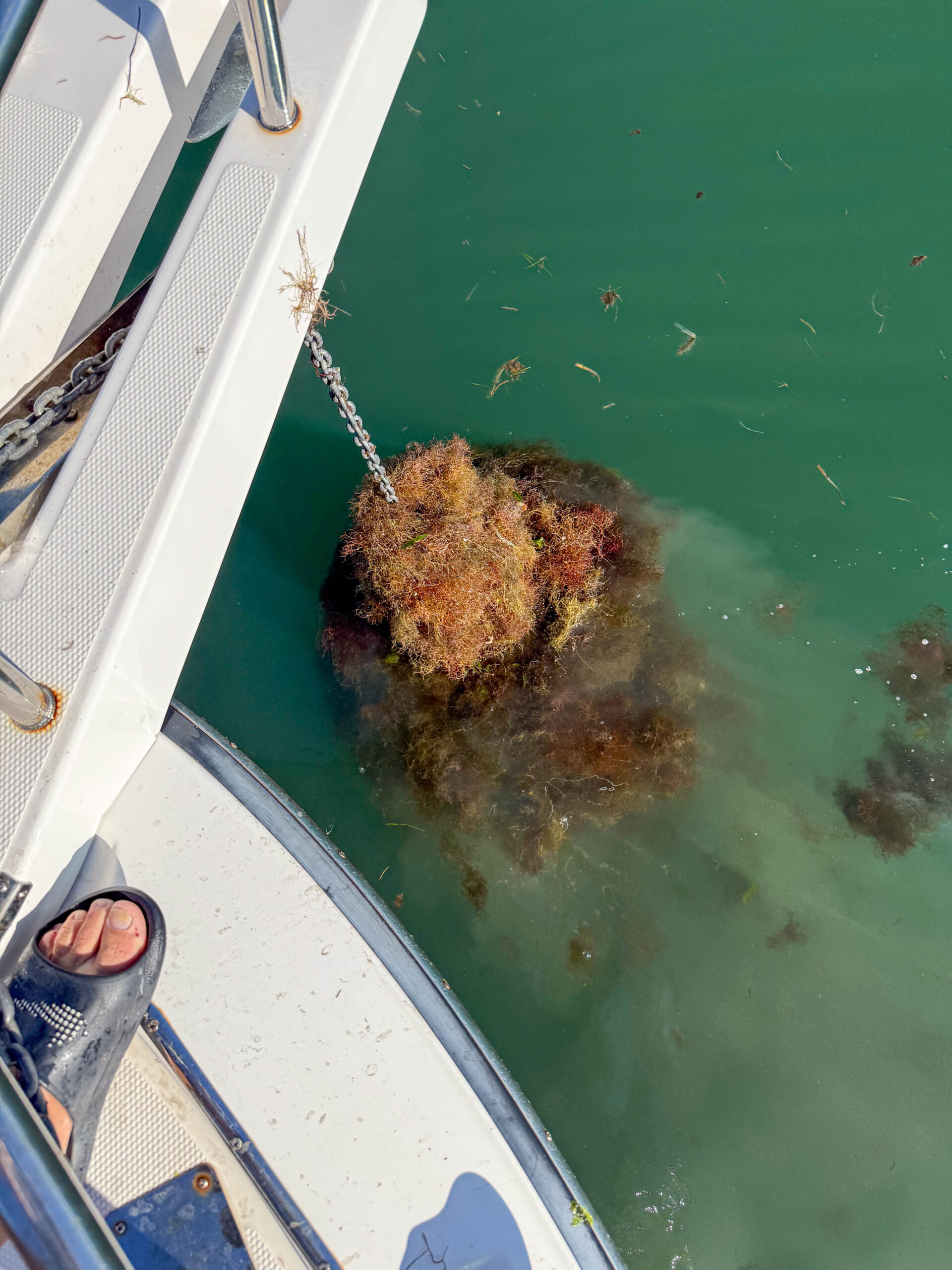 Sea Salad, Sea Creatures and Cornhole