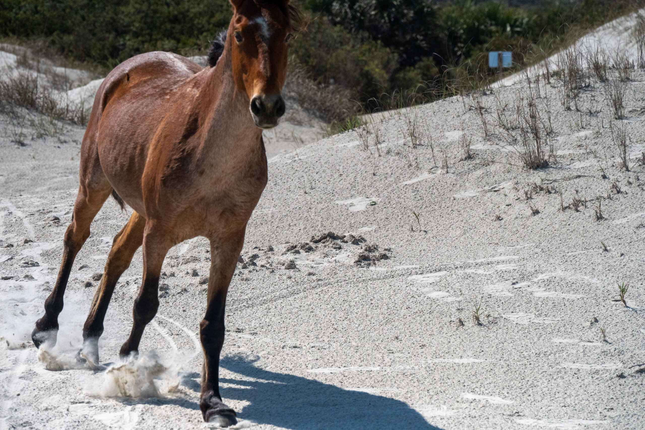 Wild Horses and Other Georgian Delights