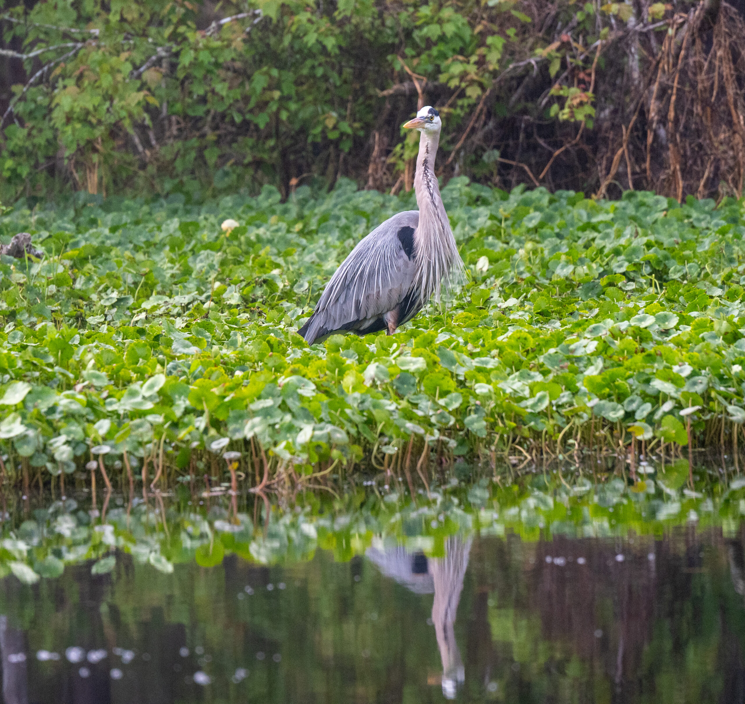 Deep into the Heart of Old Florida
